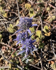 Eryngium dilatatum