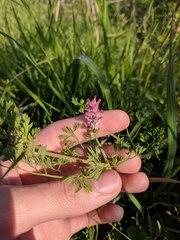 Fumaria densiflora