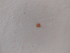 Pyrausta pseudonythesalis