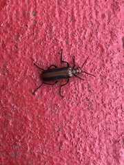 Pyrota tenuicostatis