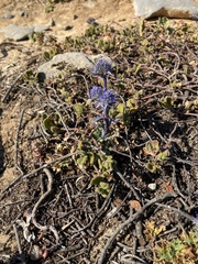 Eryngium dilatatum