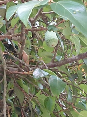 Ficus pumila awkeotsang