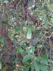 Ficus pumila awkeotsang