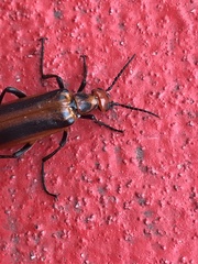 Pyrota tenuicostatis