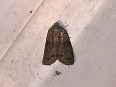 Polygrammate cadburyi