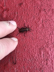 Pyrota tenuicostatis