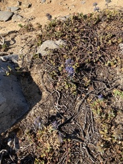Eryngium dilatatum