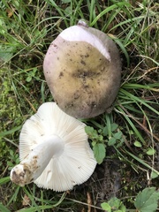 Russula ionochlora