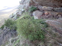 Pimelea hewardiana