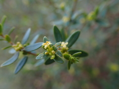 Pimelea hewardiana