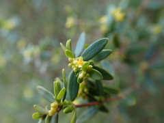 Pimelea hewardiana
