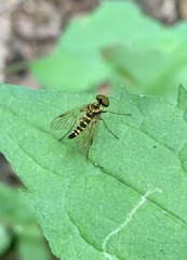 Chrysopilus ornatus