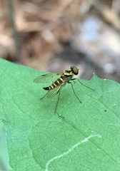 Chrysopilus ornatus