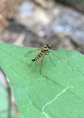 Chrysopilus ornatus
