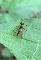Chrysopilus ornatus