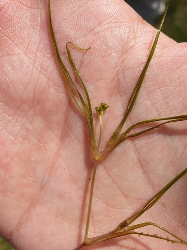 widgeongrass (Ruppia maritima)