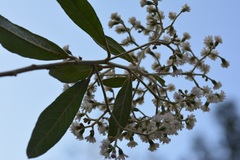 Vernonanthura patens