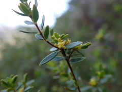 Pimelea hewardiana