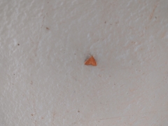 Pyrausta pseudonythesalis