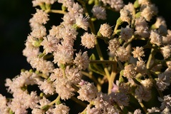 Vernonanthura patens
