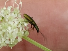 Chrysanthia geniculata