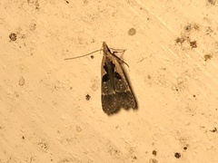 Dichomeris setosella