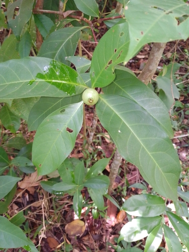Alibertia edulis