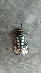 Aglaomorpha plagiata