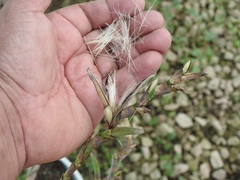 Tillandsia makoyana