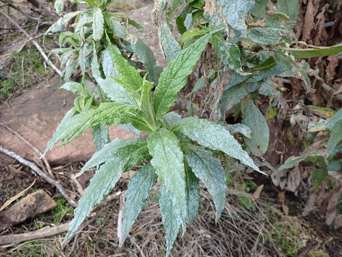 Image of Calomeria amaranthoides by (c) Nina Kerr, some rights reserved (CC BY)