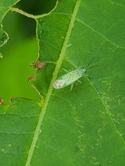 Ilnacora