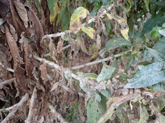 Calomeria amaranthoides
