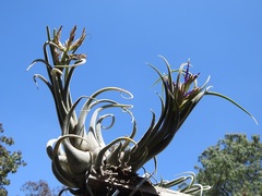 Tillandsia seleriana
