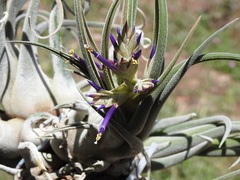 Tillandsia seleriana