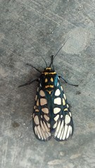 Aglaomorpha plagiata