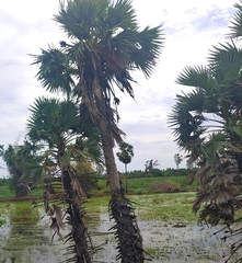 Borassus flabellifer