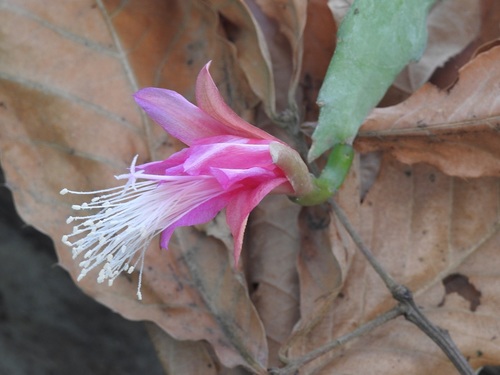 Disocactus nelsonii, photograph 6