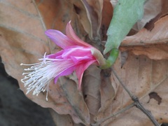 Disocactus nelsonii
