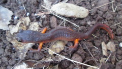 Ensatina