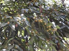 Litsea glaucescens
