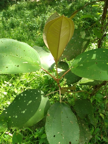 Miconia argentea - Whole tree