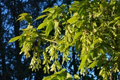 Acer negundo mexicanum