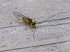 Stenopsocidae