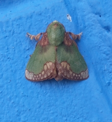 Parasa pastoralis
