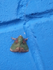 Parasa pastoralis