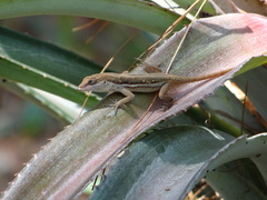 False Clouded Anole photo 2