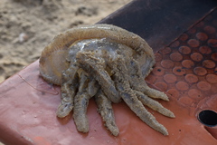 Crambionella