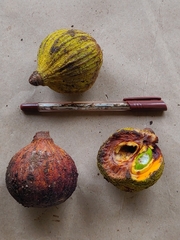 Dysoxylum malabaricum