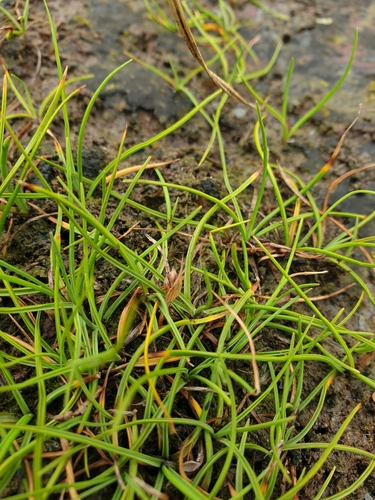 Hoppner's sedge (Carex subspathacea)