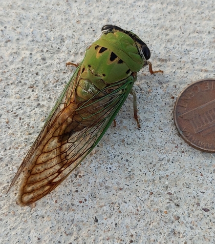 Neotibicen superbus (Fitch, 1855)